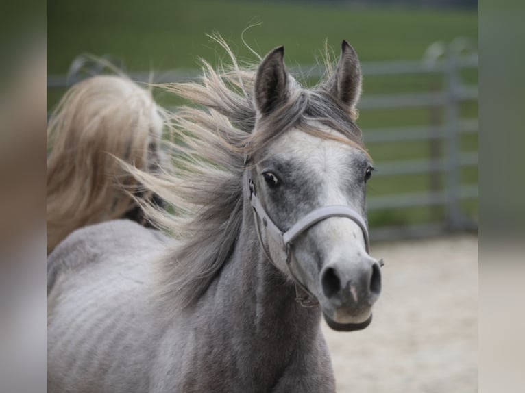 Arabian Partbred Gelding 2 years Gray in Johanniskirchen
