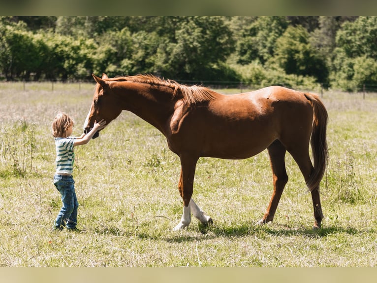 Arabian Partbred Gelding 3 years 14,2 hh Chestnut-Red in Züsch