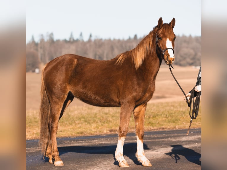 Arabian Partbred Gelding 3 years 14,2 hh Chestnut-Red in Züsch