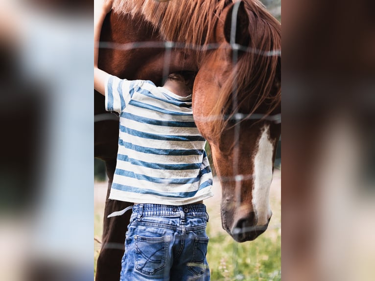 Arabian Partbred Gelding 3 years 14,2 hh Chestnut-Red in Züsch