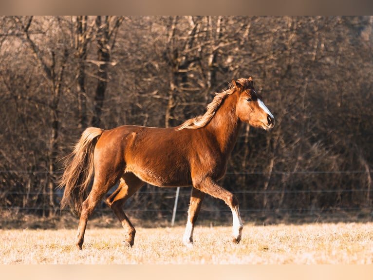 Arabian Partbred Gelding 3 years 14,2 hh Chestnut-Red in Züsch