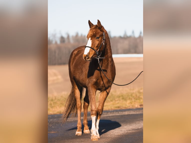 Arabian Partbred Gelding 3 years 14,2 hh Chestnut-Red in Züsch