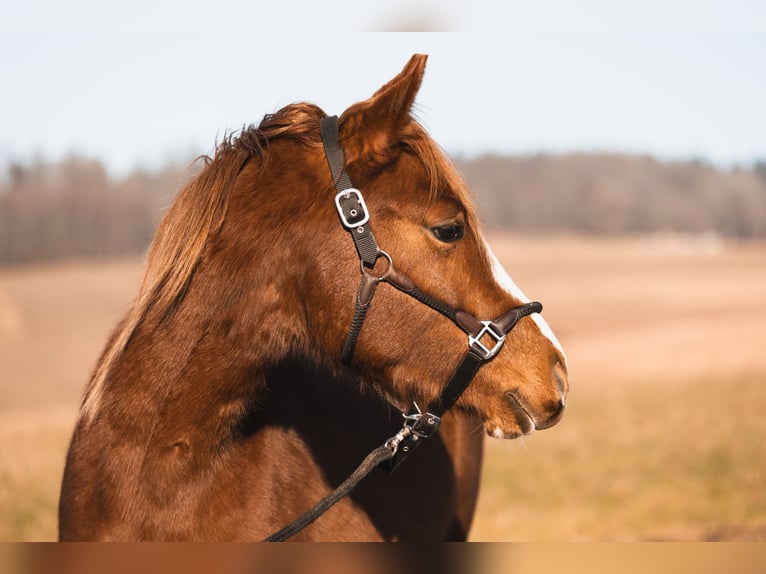 Arabian Partbred Gelding 3 years 14,2 hh Chestnut-Red in Züsch