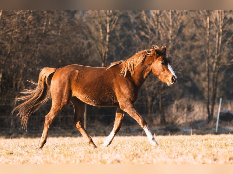 Arabian Partbred Gelding 3 years 14,2 hh Chestnut-Red in Züsch