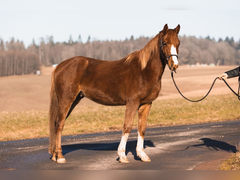 Arabian Partbred Gelding 3 years 14,2 hh Chestnut-Red in Züsch