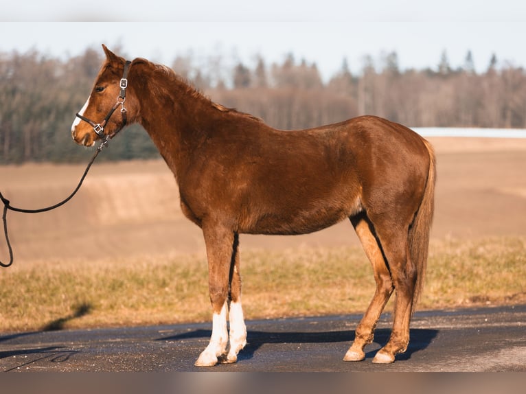 Arabian Partbred Gelding 3 years 14,2 hh Chestnut-Red in Züsch