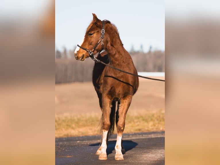 Arabian Partbred Gelding 3 years 14,2 hh Chestnut-Red in Züsch