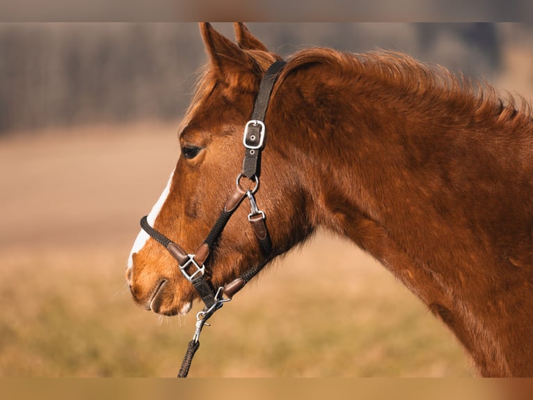 Arabian Partbred Gelding 3 years 14,2 hh Chestnut-Red in Züsch