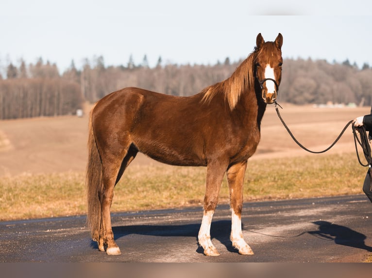 Arabian Partbred Gelding 3 years 14,2 hh Chestnut-Red in Züsch