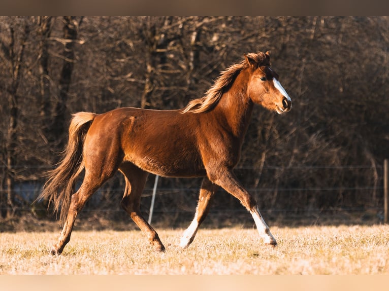 Arabian Partbred Gelding 3 years 14,2 hh Chestnut-Red in Züsch