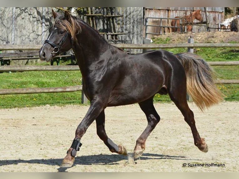 Arabian Partbred Gelding 3 years 14,2 hh Chestnut-Red in Züsch