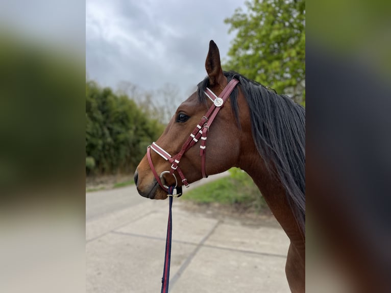Arabian Partbred Gelding 3 years 14.3 hh Brown in Kruiningen