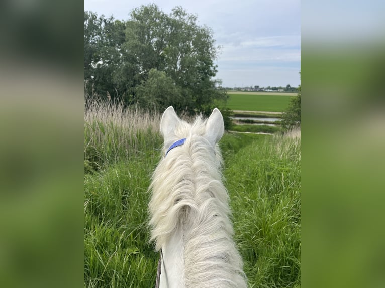 Arabian Partbred Gelding 3 years 14.3 hh Brown in Kruiningen