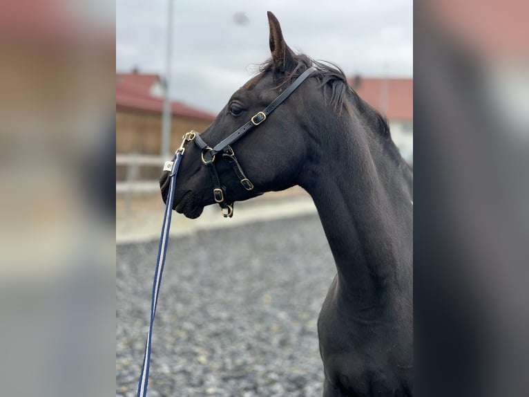 Arabian Partbred Gelding 3 years 15,1 hh Pinto in Genderkingen