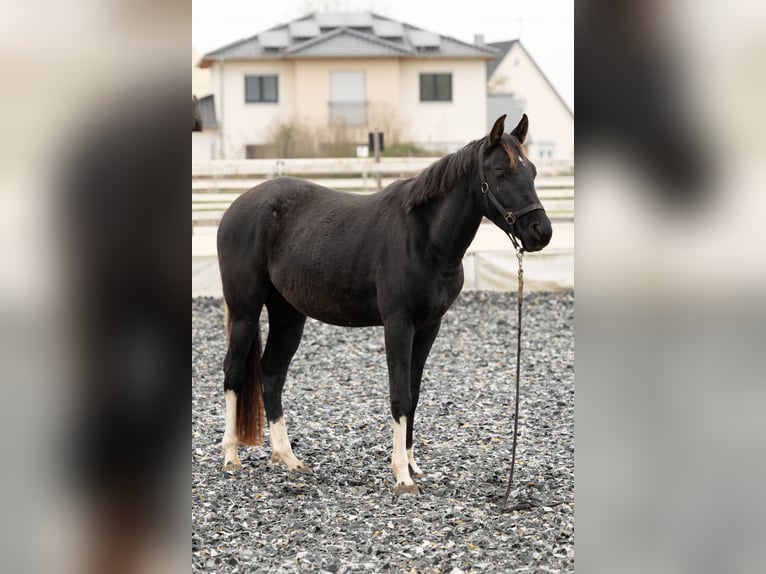 Arabian Partbred Gelding 3 years 15,1 hh Pinto in Genderkingen