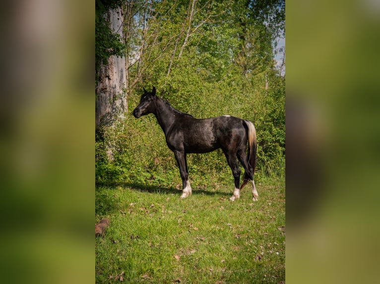 Arabian Partbred Gelding 3 years 15,1 hh Pinto in Genderkingen