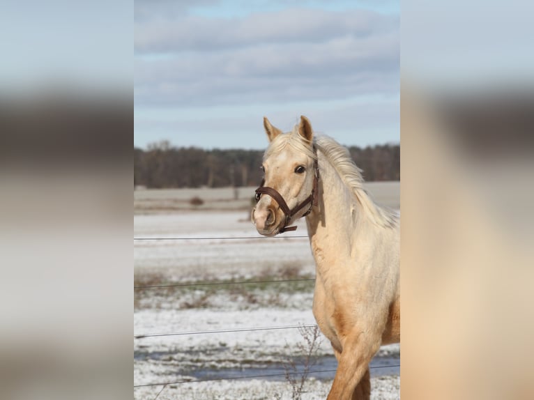 Arabian Partbred Gelding 3 years 15 hh Palomino in Stechlin