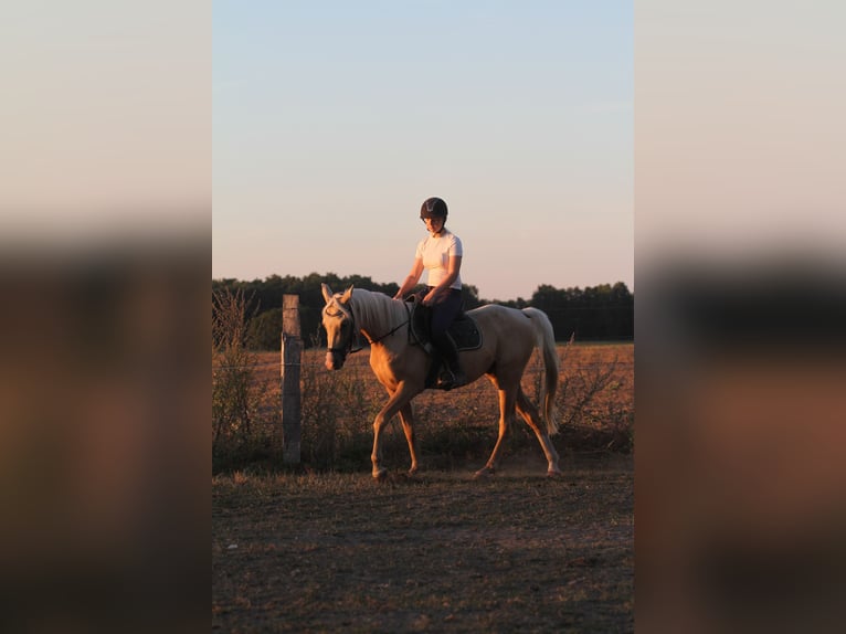 Arabian Partbred Gelding 3 years 15 hh Palomino in Stechlin