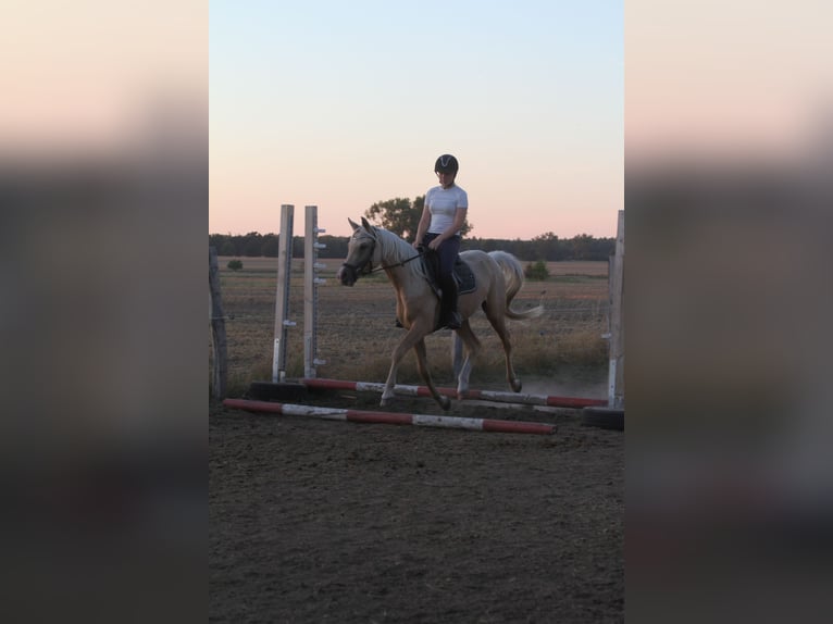 Arabian Partbred Gelding 3 years 15 hh Palomino in Stechlin