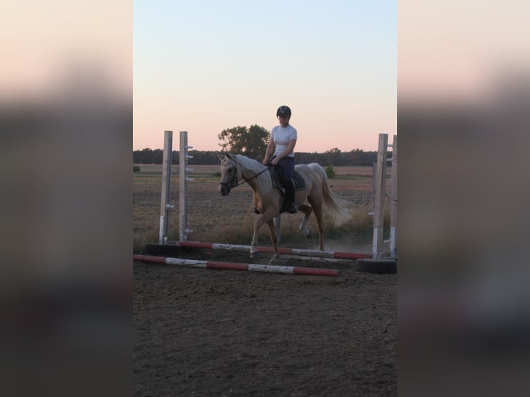 Arabian Partbred Gelding 3 years 15 hh Palomino in Stechlin