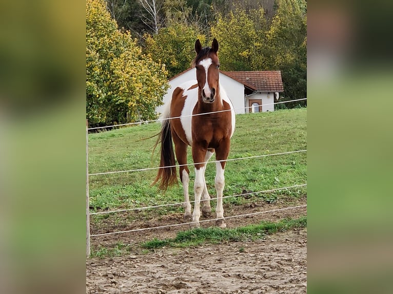 Arabian Partbred Gelding 3 years 15 hh Pinto in Steinach Baden