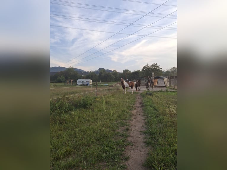 Arabian Partbred Gelding 3 years 15 hh Pinto in Steinach Baden