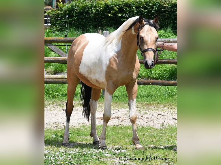 Arabian Partbred Gelding 3 years 15 hh Tobiano-all-colors in Mörsdorf