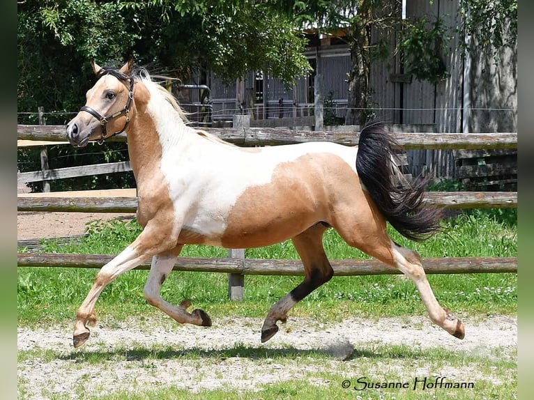 Arabian Partbred Gelding 3 years 15 hh Tobiano-all-colors in Mörsdorf