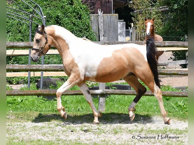 Arabian Partbred Gelding 3 years 15 hh Tobiano-all-colors in Mörsdorf