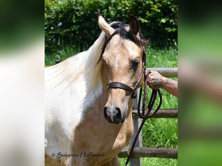 Arabian Partbred Gelding 3 years 15 hh Tobiano-all-colors in Mörsdorf