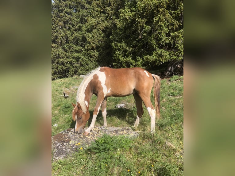 Arabian Partbred Gelding 3 years 15,1 hh Chestnut-Red in Hinterrhein