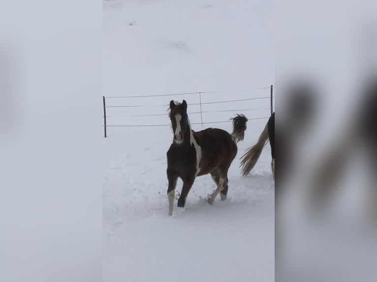 Arabian Partbred Gelding 3 years 15,1 hh Chestnut-Red in Hinterrhein