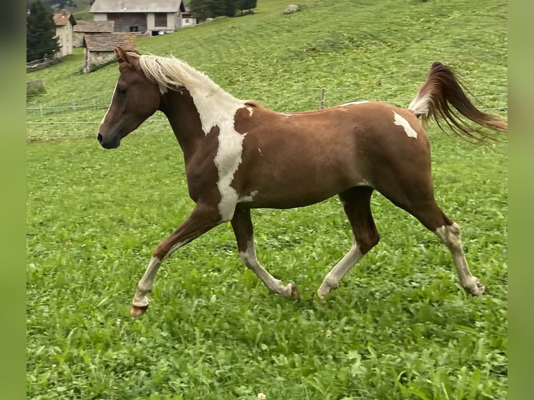 Arabian Partbred Gelding 3 years 15,1 hh Chestnut-Red in Hinterrhein
