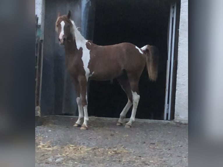 Arabian Partbred Gelding 3 years 15,1 hh Chestnut-Red in Hinterrhein