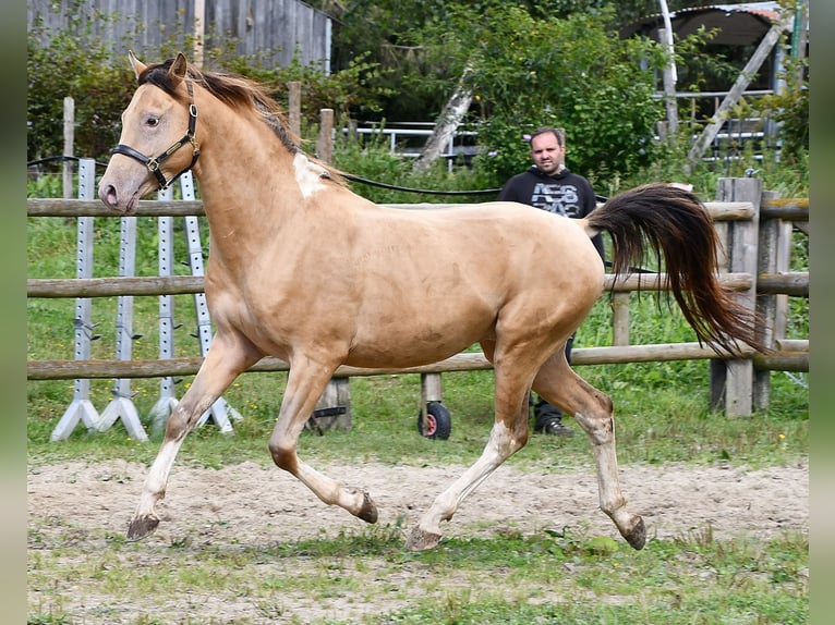 Arabian Partbred Gelding 4 years 14,1 hh in Mörsdorf