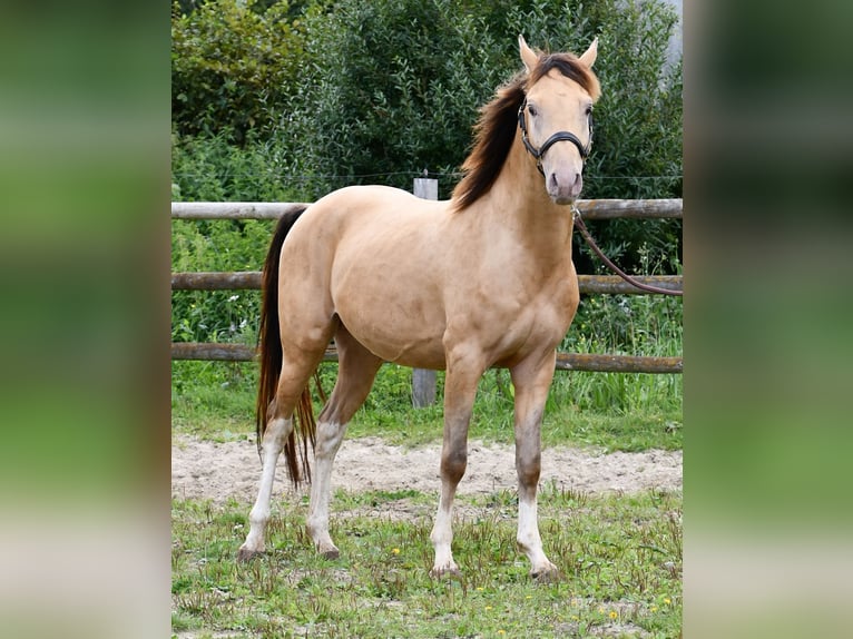 Arabian Partbred Gelding 4 years 14,1 hh in Mörsdorf