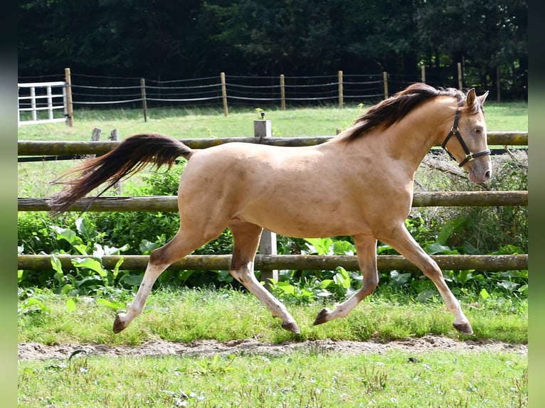 Arabian Partbred Gelding 4 years 14,1 hh in Mörsdorf