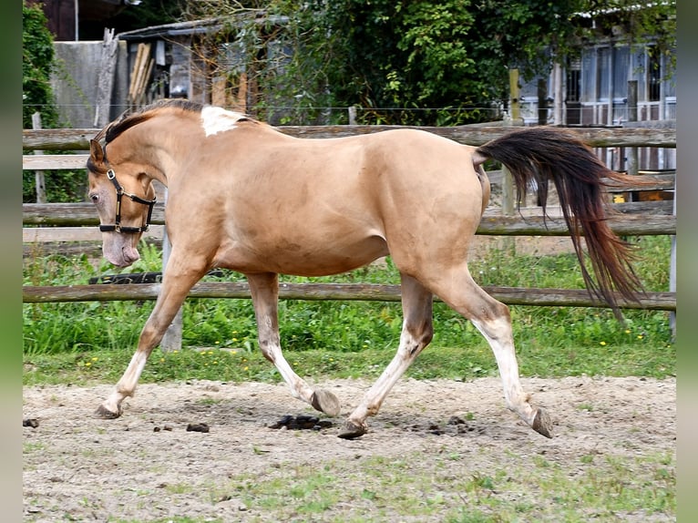 Arabian Partbred Gelding 4 years 14,1 hh in Mörsdorf