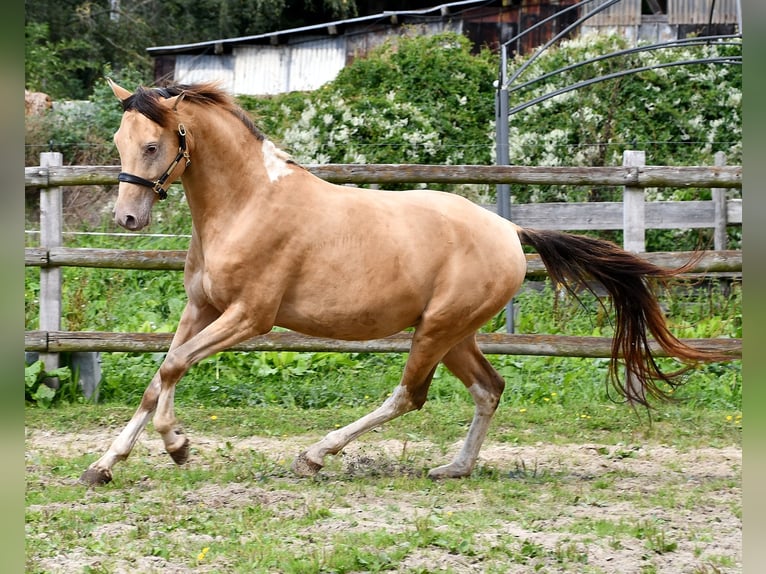 Arabian Partbred Gelding 4 years 14,1 hh in Mörsdorf