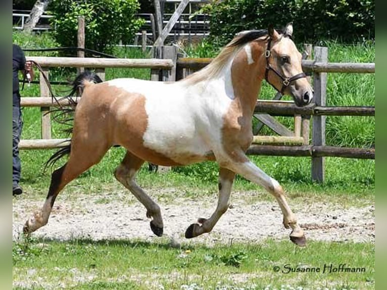 Arabian Partbred Gelding 4 years 14,2 hh Buckskin in Pastetten