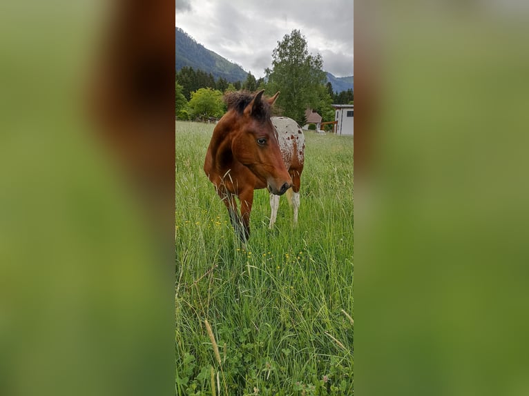 Arabian Partbred Mix Gelding 4 years 14 hh Pinto in Kelblach-Lind