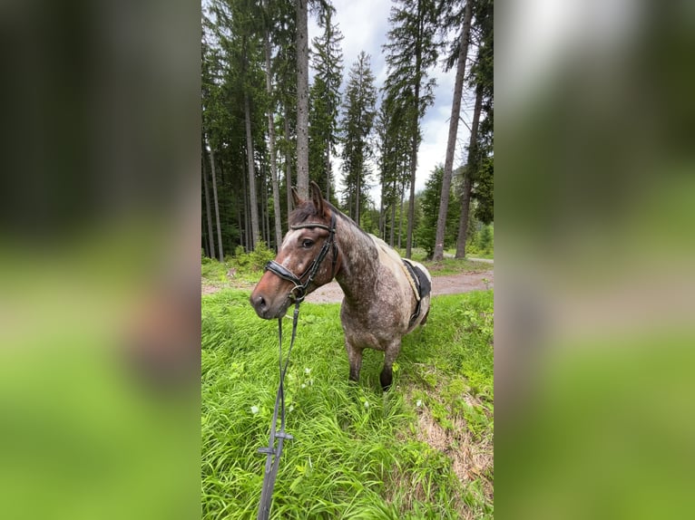 Arabian Partbred Mix Gelding 4 years 14 hh Pinto in Kelblach-Lind