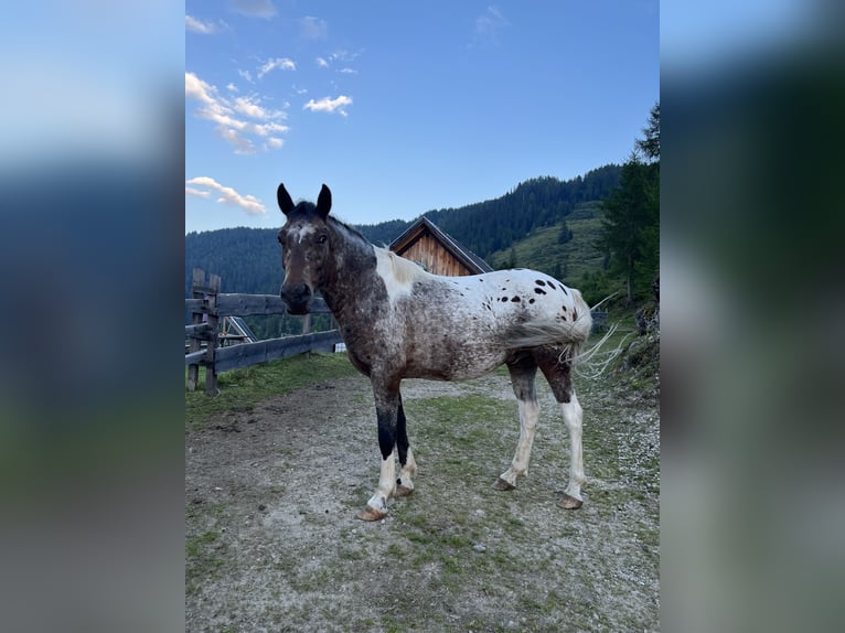 Arabian Partbred Mix Gelding 4 years 14 hh Pinto in Kelblach-Lind