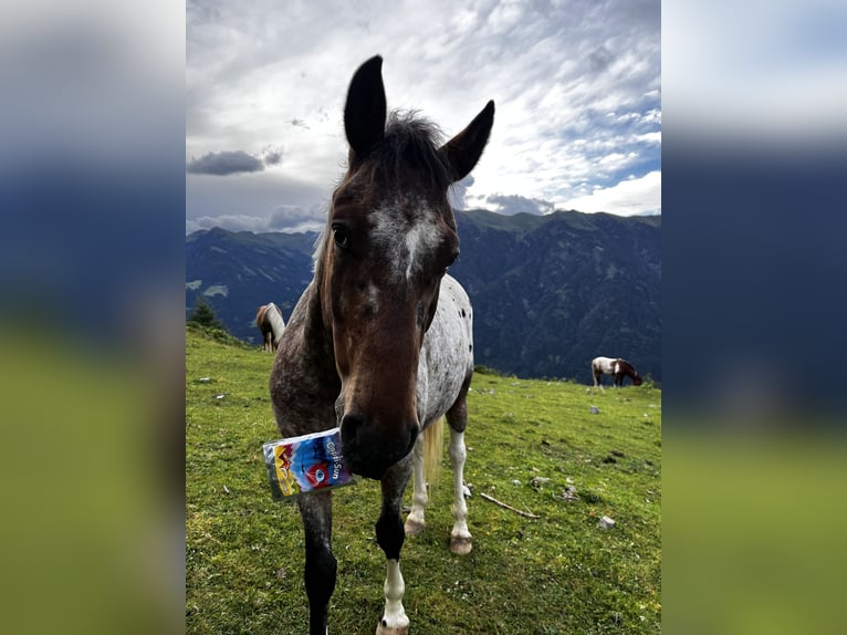 Arabian Partbred Mix Gelding 4 years 14 hh Pinto in Kelblach-Lind