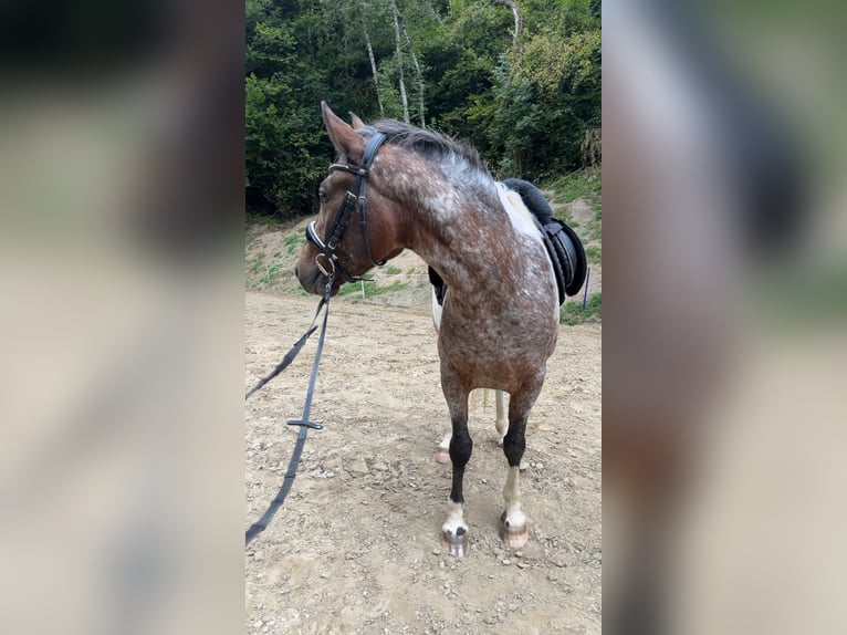 Arabian Partbred Mix Gelding 4 years 14 hh Pinto in Kelblach-Lind