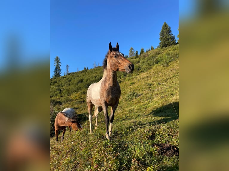 Arabian Partbred Mix Gelding 4 years 14 hh Pinto in Kelblach-Lind