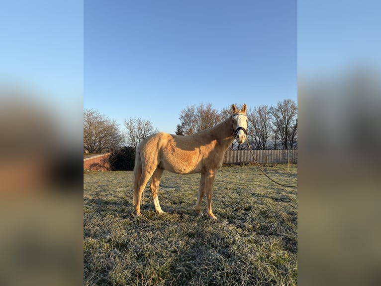 Arabian Partbred Gelding 4 years 14,3 hh in Waiblingen