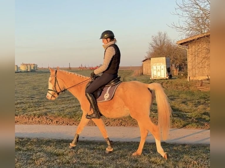 Arabian Partbred Gelding 4 years 14,3 hh in Waiblingen