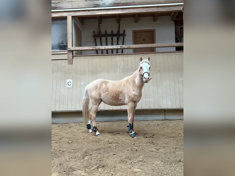 Arabian Partbred Gelding 4 years 14,3 hh in Waiblingen