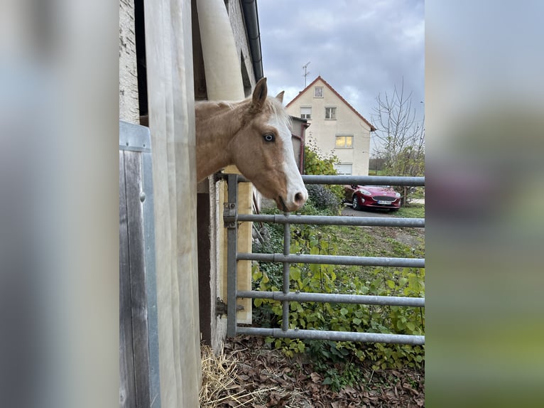 Arabian Partbred Gelding 4 years 14,3 hh in Waiblingen